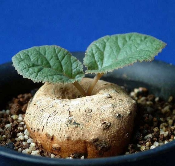 Dorstenia ELLENBECKIANA или Дорстения Элленбека (семена)