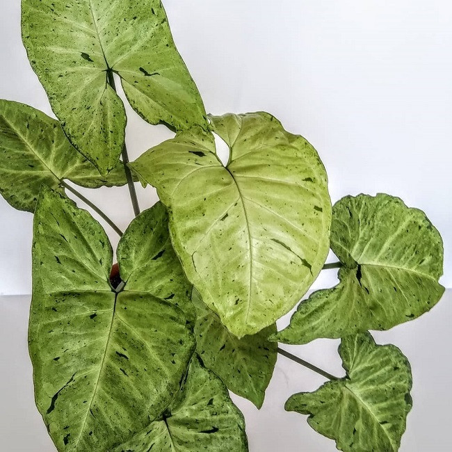 Сингониум FRICKLES (растение)