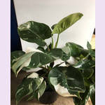 Филодендрон Вариегатный WHITE PRINCES (растение)