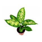 Диффенбахия MACULATA COMPACTA (растение)