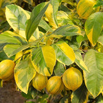 Лимон YELLOW VARIEGATIS GIALLA (растение)