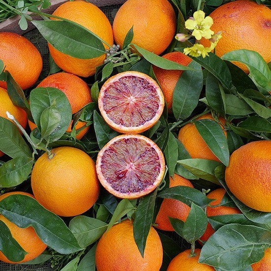 Апельсин Кровавый САНГВИНЕЛЛИ (растение)