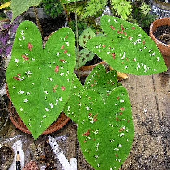 Каладиум FLORIDA CLOWN (растение)