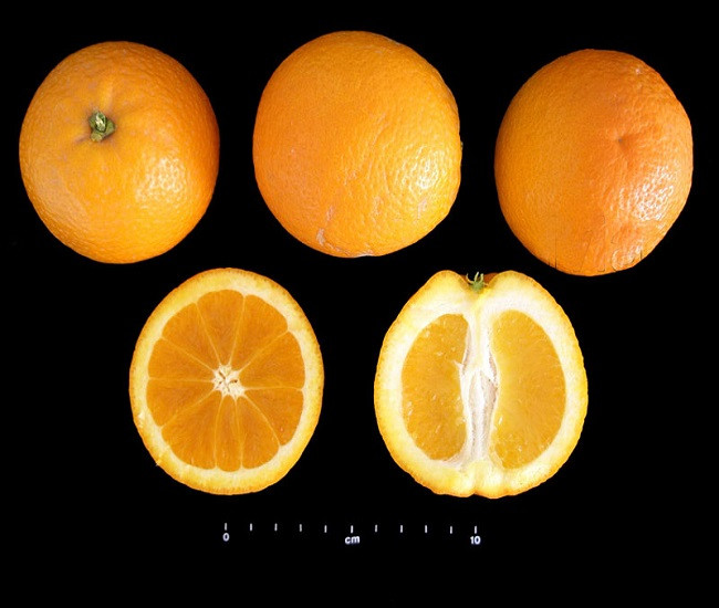 Апельсин САЛУСТИАНА (растение)