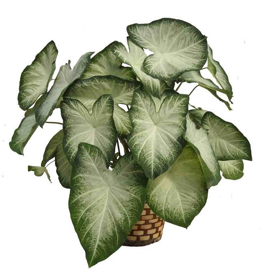 Каладиум AARON (растение)