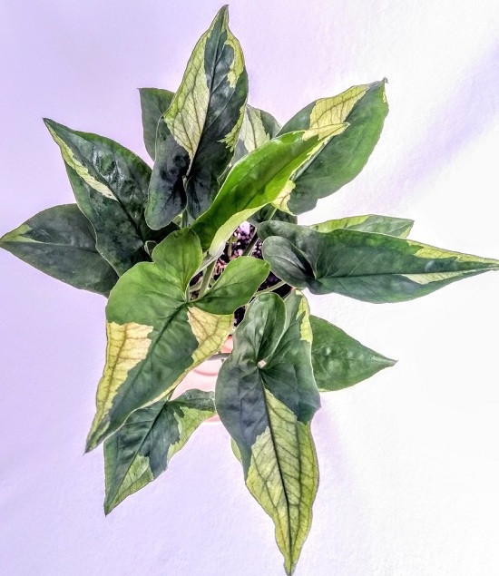 Сингониум GREEN ARROW MUTATION (растение)