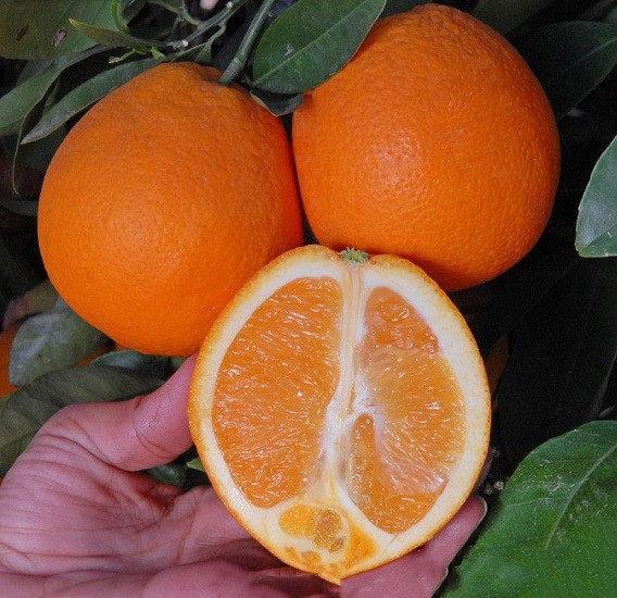 Апельсин ОСЕННЕЕ ЗОЛОТО (растение)