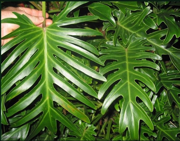 Филодендрон МАЙО (растение)