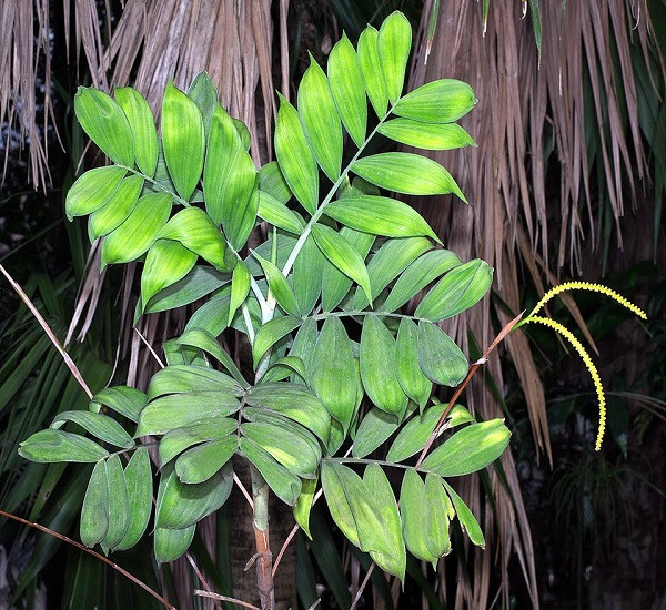 Chamaedorea ADSCENDENS или Хамедорея Одноцветная (растение)