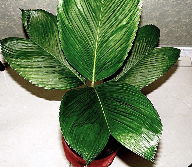 Chamaedorea AMABILIS или Хамедорея Прекрасная (растение)