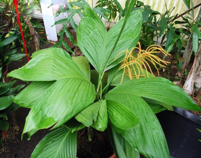 Chamaedorea ERNESTI-AUGUSTI или Хамедорея Эрнеста-Августа (растение)