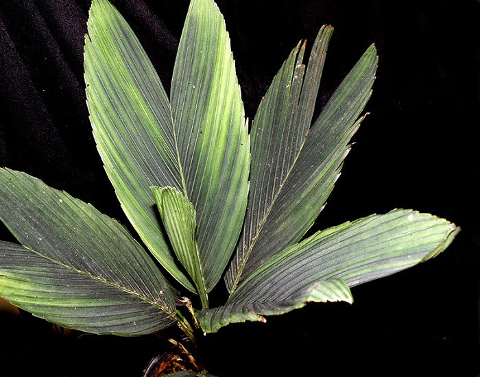 Chamaedorea PUMILA или Хамедорея Карликовая (растение)