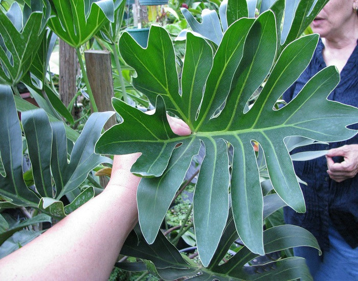 Philodendron ADAMANTINUM или Филодендрон Адамантинум (растение)