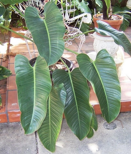 Philodendron DAVIDSONII или Филодендрон Давидсони (растение)