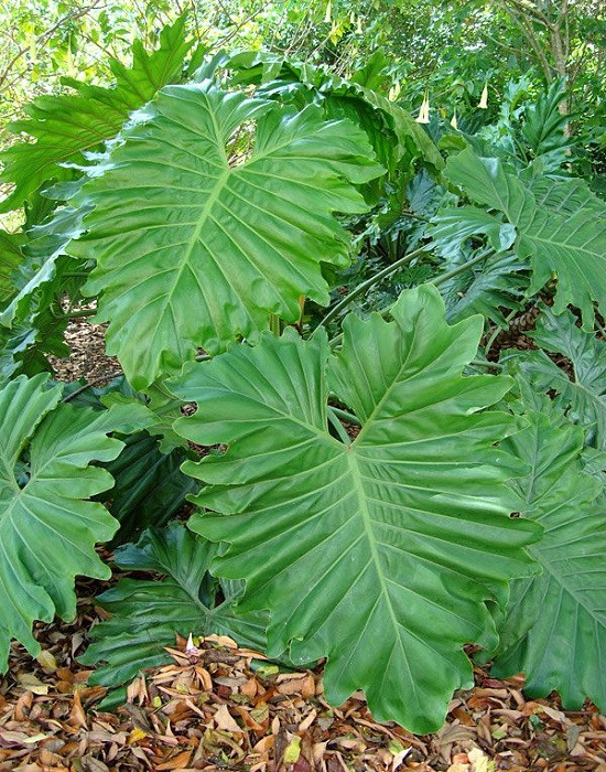 Philodendron EVANCII или Филодендрон Эванса (растение)