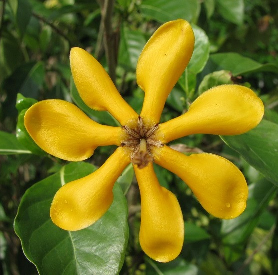 Gardenia CARINATA или Гардения Золотая (растение)