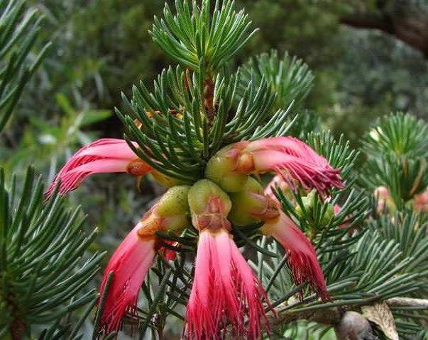 Calothamnus GILESII или Цветущая Ель (растение)