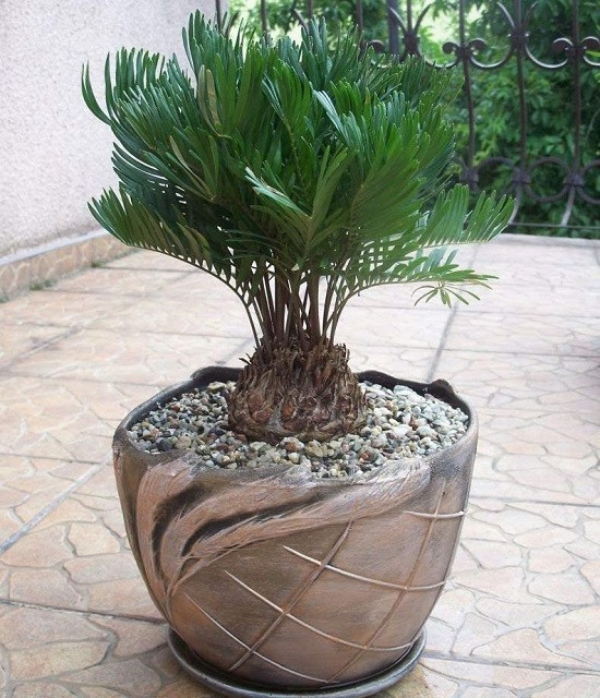 Zamia FLORIDANA или Замия Флоридская (растение)