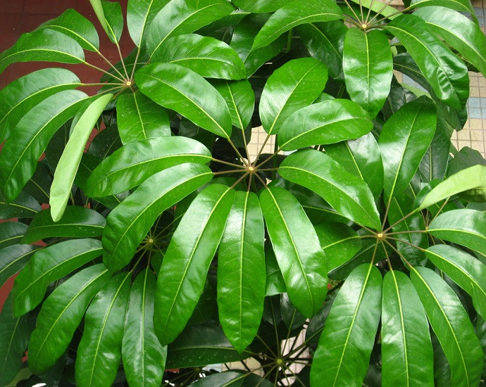 Schefflera ACTINOPHYLLA или Шеффлера Лучелистная (растение)