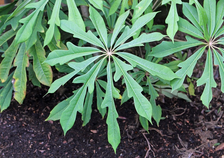 Schefflera RHDODENDRIFOLIA или Шеффлера Рододендролистная (растение)