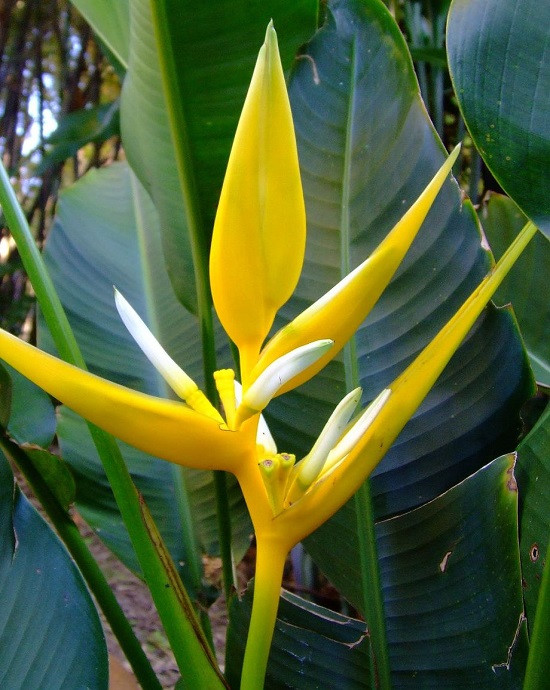 Heliconia ANGUSTA Yellow Christmas или Геликония Узкая (растение)