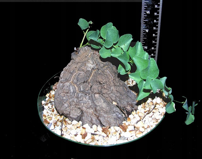 Dioscorea HEMICRYPTA или Диоскорея Полускрытая (растение)