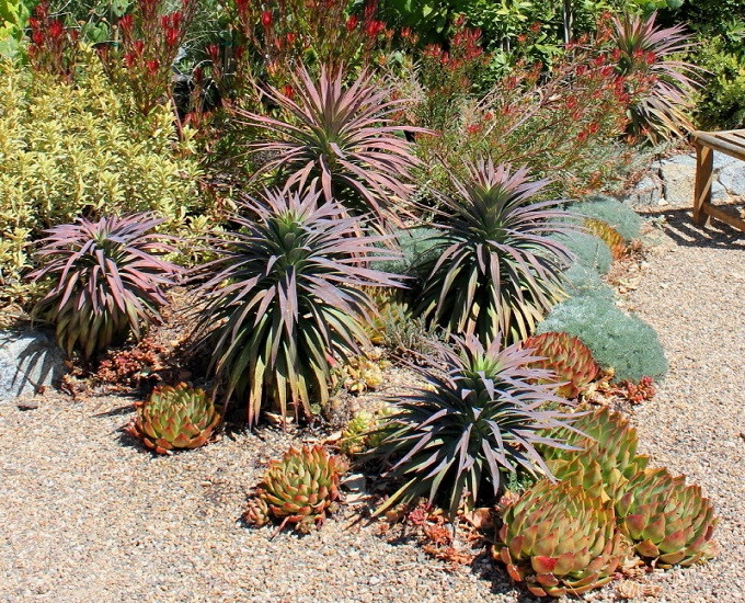 Yucca ALOIFOLIA var PURPUREA или Юкка Алоэлистная (растение)