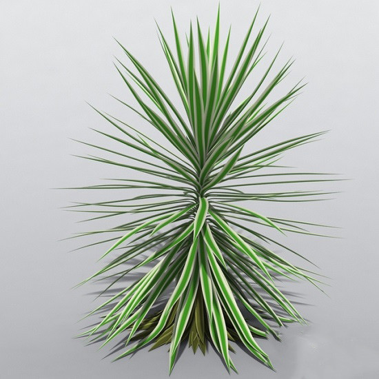 Yucca ALOIFOLIA VARIEGATA или Юкка Алоэлистная (растение)