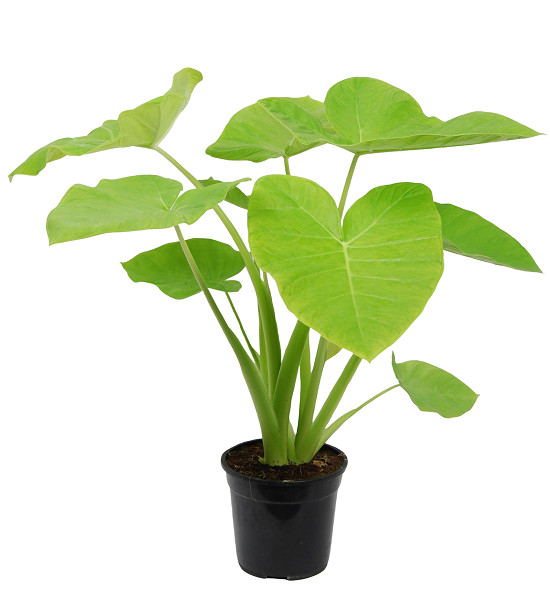 Xanthosoma SAGITTIFOLIUM или Ксантосома Стрелолистная (растение)