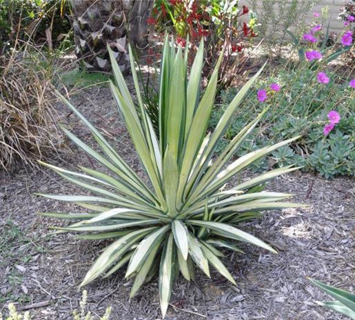 Yucca GLORIOSA VARIEGATA или Юкка Славная (растение)