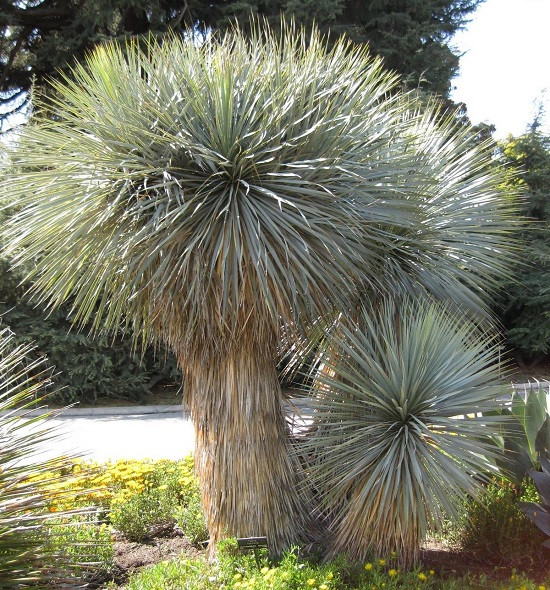 Yucca ROSTRATA или Юкка Клювовидная (растение)