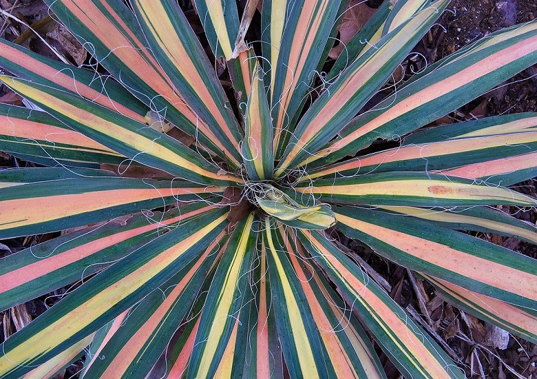 Yucca FILAMENTOSA COLOR GUARD или Юкка Нитчатая (растение)
