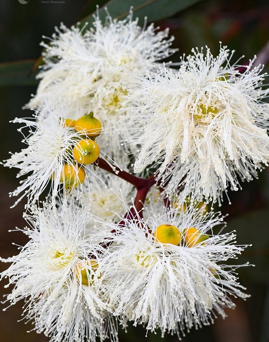 Corymbia EXIMIA NANA или Коримбия Превосходная (растение)