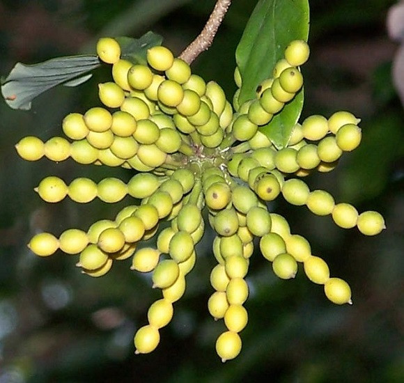 Desmos CHINENSIS или Иланг-Иланг Карликовый (растение)
