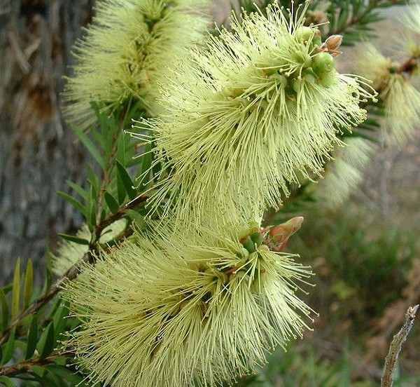Melaleuca VIRENS или Мелалеука Зеленая (растение)