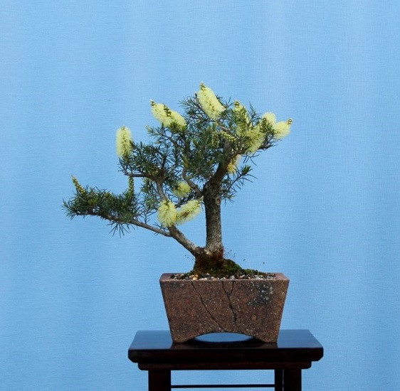 Melaleuca ERICIFOLIA или Лавандовое Чайное Дерево (растение)