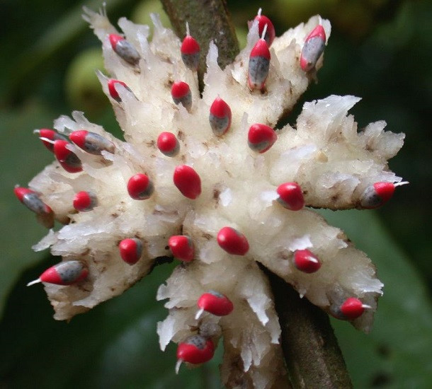 Siparuna THECAPHORA или Лимончилло (растение)