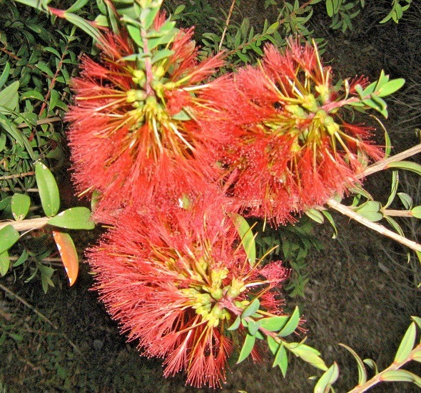 Melaleuca HYPERICIFOLIA или Мелалеука Зверобойнолистная (растение)