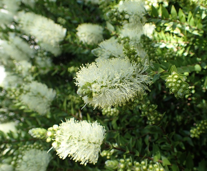 Melaleuca PUSTULATA или Мелалеука Пустулата (растение)