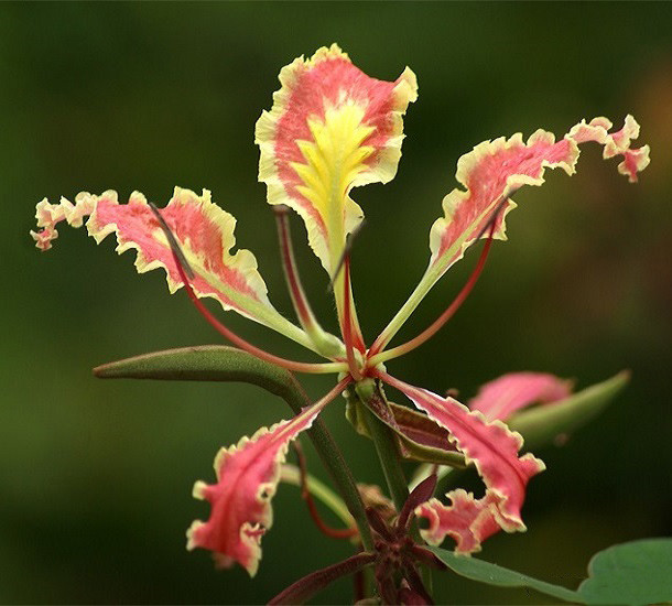 Bauhinia POTTSII или Баухиния Поттса (растение)