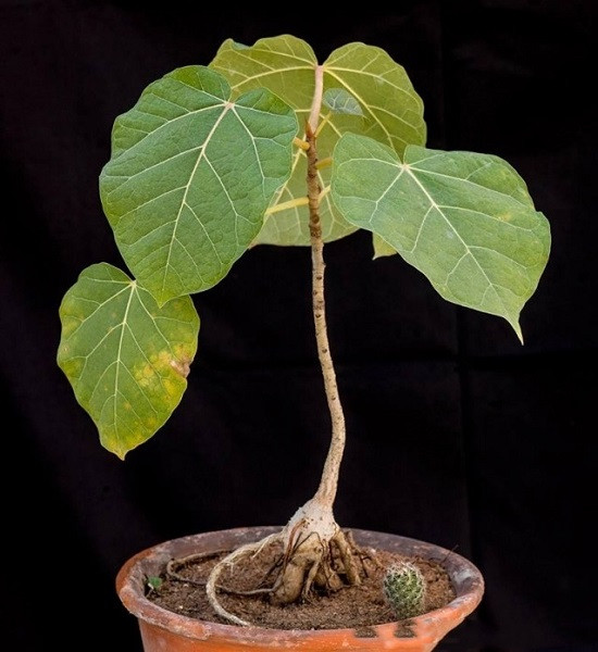Ficus ABUTILIFOLIA или Фикус Абутилонолистный (растение)