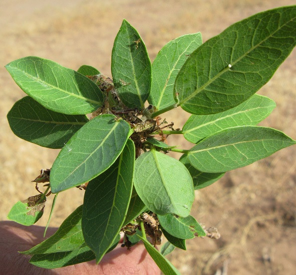 Ficus CORDATA или Фикус Сердцевидный (растение)