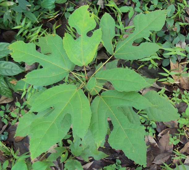 Ficus EXASPERATA или Фикус Раздраженный (растение)
