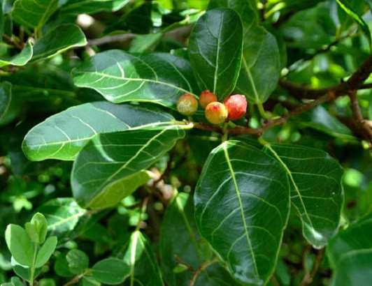 Ficus FRASERI или Фикус Фразера (растение)