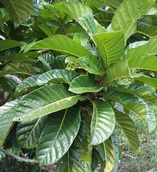 Ficus HABROPHYLLA или Фикус Хаброфилла (растение)