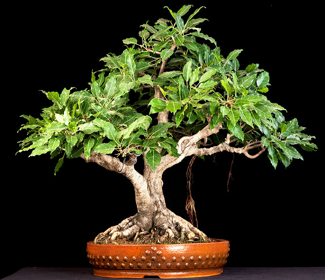 Ficus HISPIDA или Фикус Щетинистоволосистый (растение)