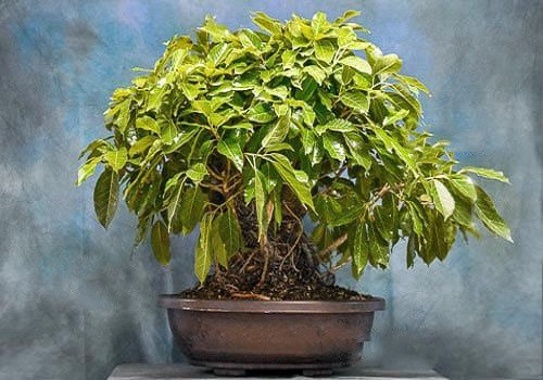 Ficus INFECTORIA или Фикус Красильный (растение)