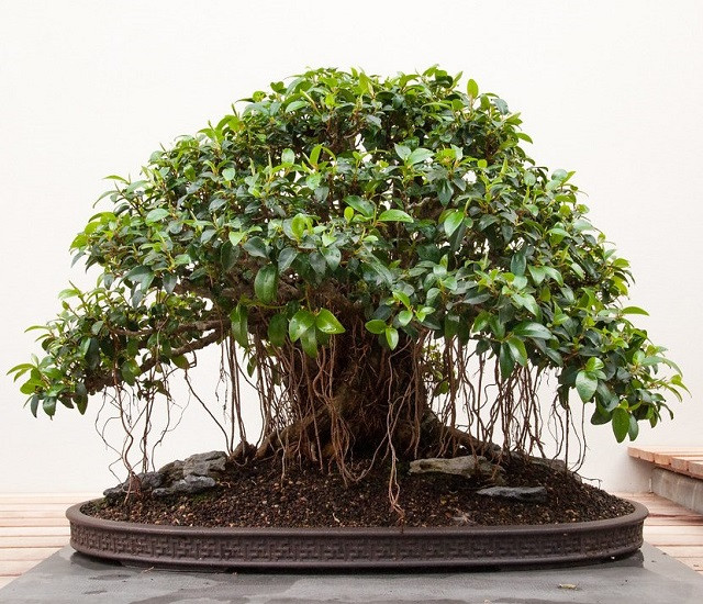 Ficus OBLIQUA или Фикус Обманчивый (растение)
