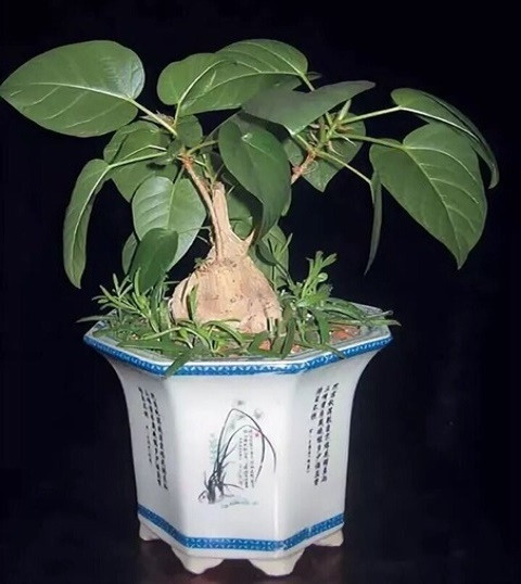 Ficus PALMERI или Фикус Пальмера (растение)