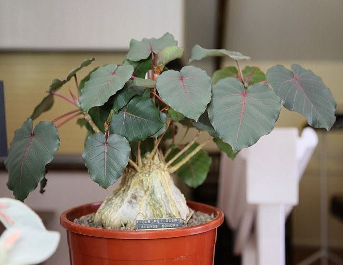Ficus PETIOLARIS или Фикус Петиоларис (растение)